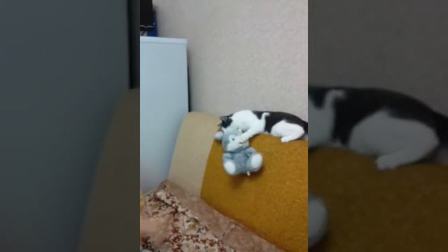 Защита цветов от кошек(43) смотреть онлайн