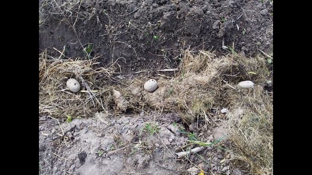 Картофель под мульчей смотреть онлайн