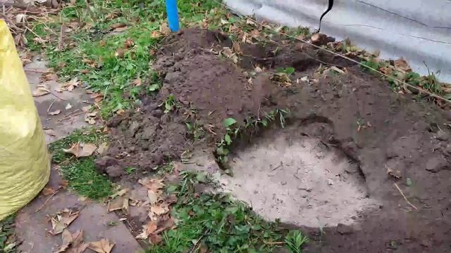 Как пересаживаю однолетний куст винограда/НАТАЛИЯ БОС смотреть онлайн