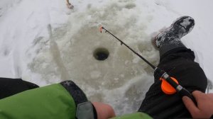 Первый лёд попали на окуня Чудское озеро зимняя рыбалка