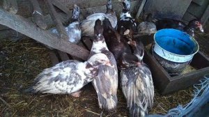 //Муларды или индоутки ??? // #мускусные_утки #индоутки