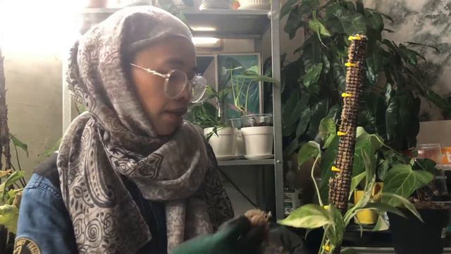 House Plant repot with me | Repotting Monstera Borsigiana, Acacoyaguensis, Anthurium Green Mamba смотреть онлайн