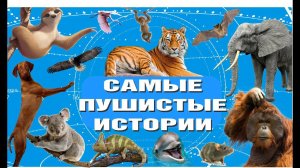 Самые Пушистые Истории