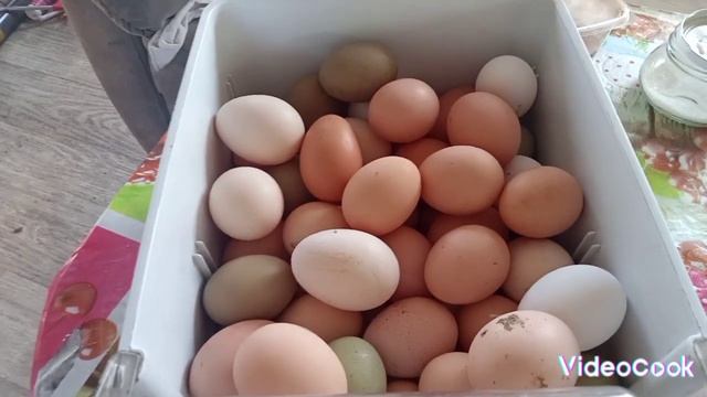 куриное яйцо домашнее смотреть онлайн