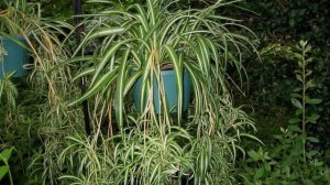 ХЛОРОФИТУМ. Особенности ухода в домашних условиях.