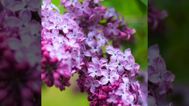 Исцеляющая медитация благодарности Вселенной. #Душа #благодарность #исцеление души и тела смотреть онлайн