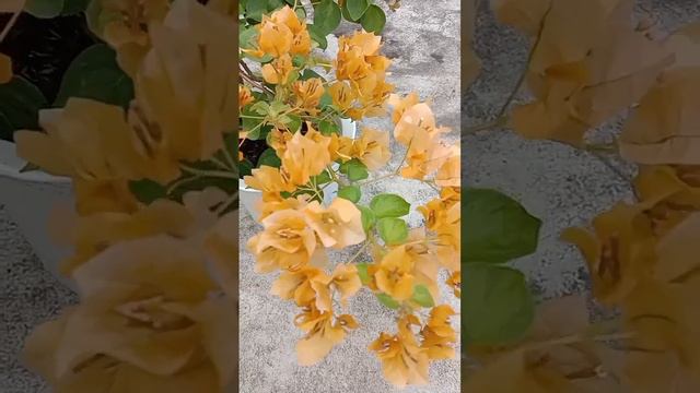 Bougainvillea Lemon Yellow Jinda