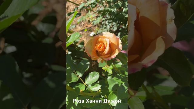 Роза Ханни Дижон/rose honey Dijon #розарий #садоводство #розы #цветы #roses #сад смотреть онлайн