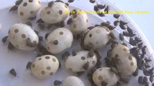 Как Избавиться от Жуков в Фасоли? Фасолевая Зерновка - Кто Это? Как Бороться?