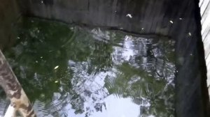 Капище родноверов.Пятигорск