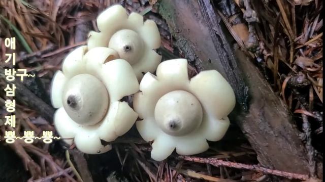 방구 뽕 버섯 ~"♡"~ смотреть онлайн
