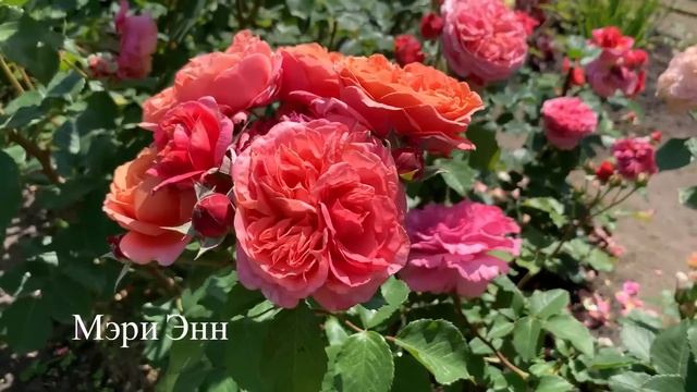 18 июня 2023 г. Розы. Коллекция. смотреть онлайн