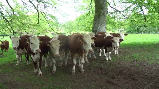 Moooove Over Neiiiiigh Chance смотреть онлайн