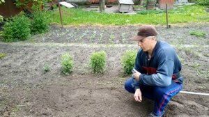 Прополка мотокосой. Насадка-полольник для мотокосы, удачное решение.