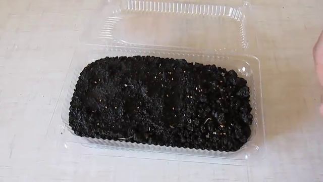 Посадка шелковицы семенами смотреть онлайн
