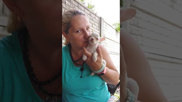 мини чихуахуа, Кохинур дочь нашего Ролекса, продажа щенков ❤️+79787458062 доставка есть смотреть онлайн