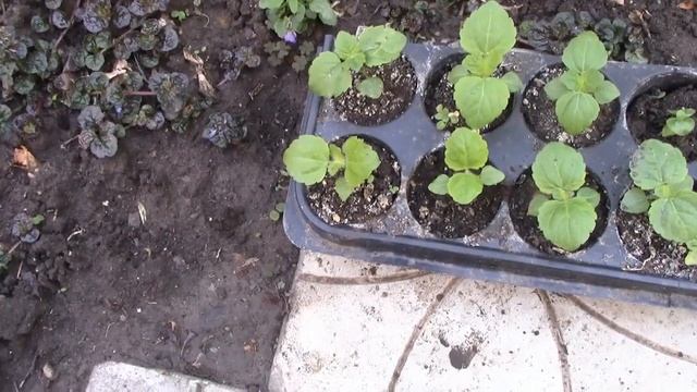 Выращивание   агератума из семян. #агератум #цветы #цветыагератум #агератумвыращивание