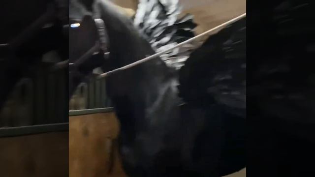 Фризская порода лошади Friesian horse @natalinauma смотреть онлайн