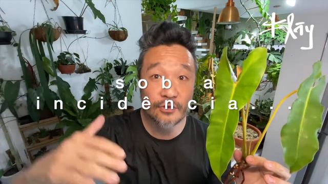 Philodendron atabapoense + Philodendron bilietiae | Meu Sonho Essa Planta | Flay смотреть онлайн