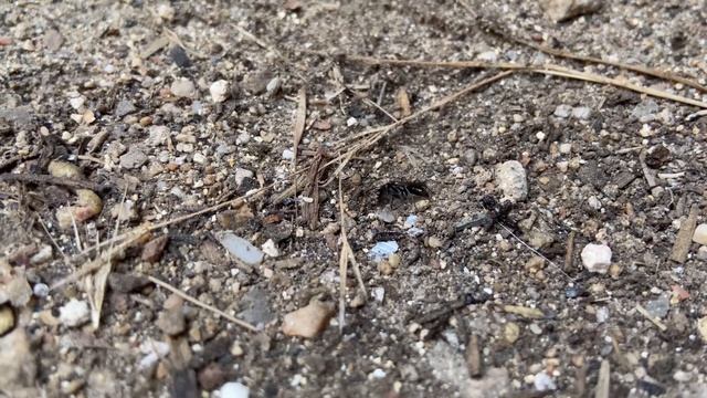 БУКАШКИ смотреть онлайн