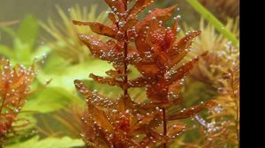 РОТАЛА. СОДЕРЖАНИЕ В АКВАРИУМЕ