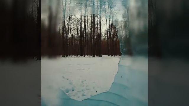 Лес. Апрель 2019