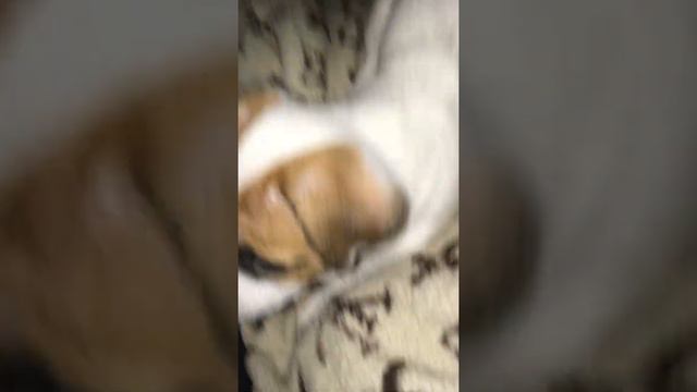 Очень наглый щенок Джек Рассела смотреть онлайн