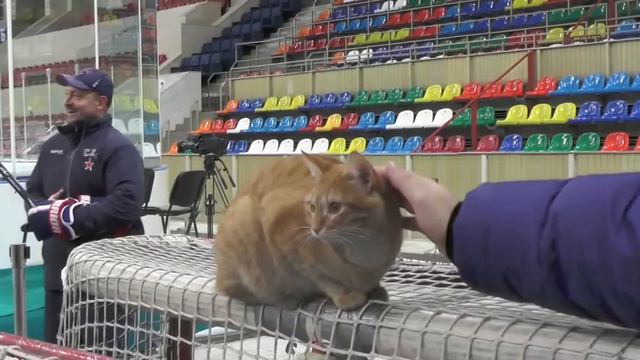 Знарок и кошка. Анонс Держи передачу-123 смотреть онлайн