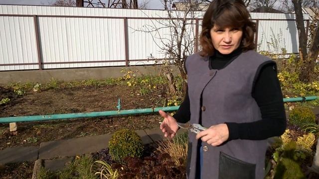 Очиток видный. Как сохранить в зимний период. смотреть онлайн