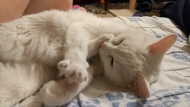 Кошка сосет пальчик ноги смотреть онлайн