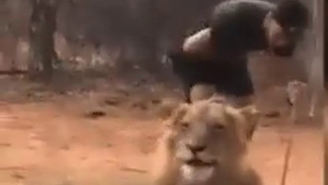 Лев чихнул еее 😜 смотреть онлайн
