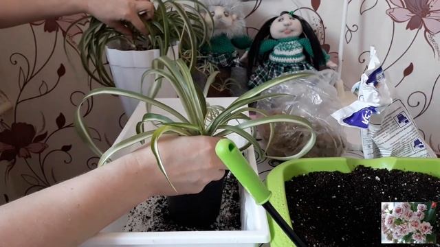 КОМНАТНЫЕ ЦВЕТЫ! смотреть онлайн