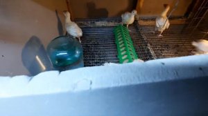 Сколько корма надо бройлерам на 10, 30 дней. И общий обзор.