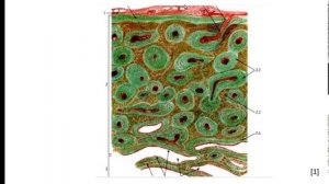 Общая характеристика костной ткани. Пластинчатая костная ткань.