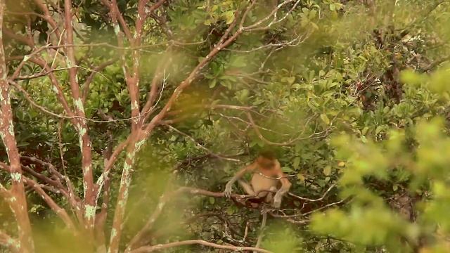 Борнео: стоит ли туда ехать и зачем? 7 фактов и 7 советов путешественникам на Борнео в комментарии