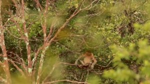 Борнео: стоит ли туда ехать и зачем? 7 фактов и 7 советов путешественникам на Борнео в комментарии