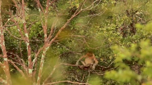 Борнео: стоит ли туда ехать и зачем? 7 фактов и 7 советов путешественникам на Борнео в комментарии