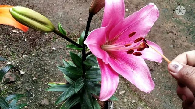 how to pollinate asiatic lily смотреть онлайн