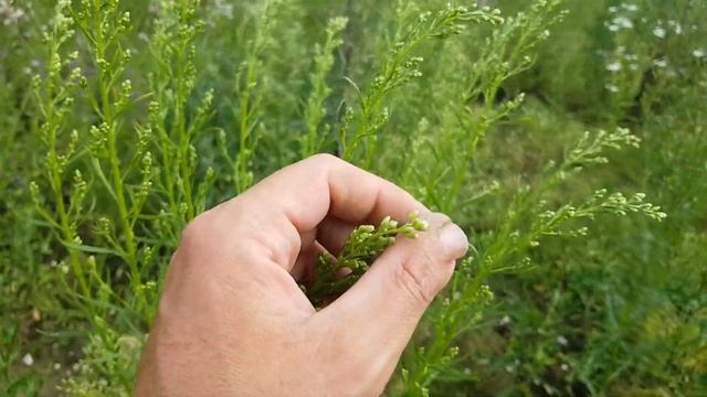 ?️ Porträt 156 - Kanadisches Berufkraut (Conyza canadensis) - Wildpflanzen-Steckbrief (Essbar) смотреть онлайн