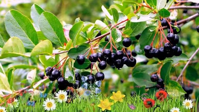 Арония сливолистный Арон ? Обзор: посадка и уход. крупномеры аронии Арон: описание и особенности смотреть онлайн