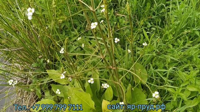 Частуха Подорожниковая (Alisma Plantago-aquatica)          Plantain Chastukha