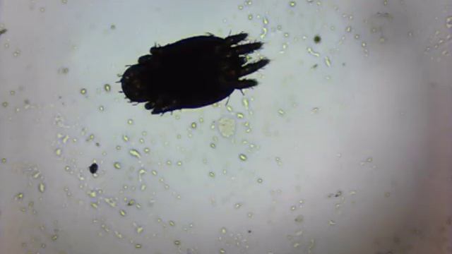 клещ фаленопсисовый на орхидее YANINA