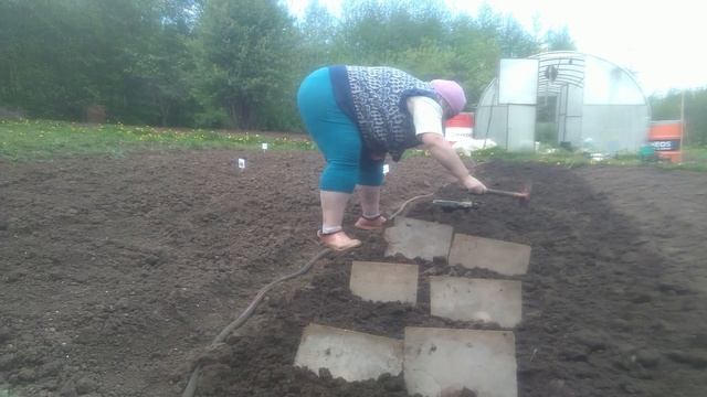 Посеяла морковь,посадила лук, эксибейшен и семейный и капусту. смотреть онлайн