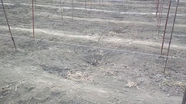 Первые весенние работы на винограднике (2019). смотреть онлайн