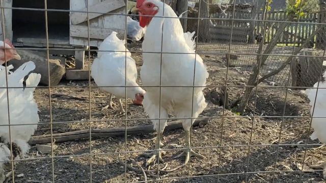 Джерсийский Гигант Самая большая порода кур Jersey Giant Сельская жизнь Самые большие куры смотреть онлайн