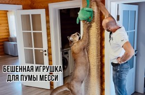 Большие котики тоже любят игрушки