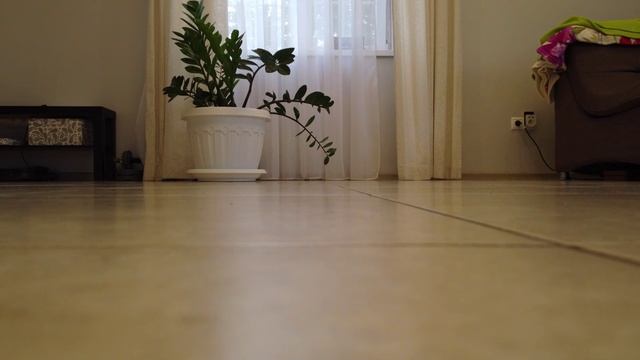 кот и дрон ученый. можно ли запускать квадрокоптер DJI MINI 2 в квартире, доме, помещении?