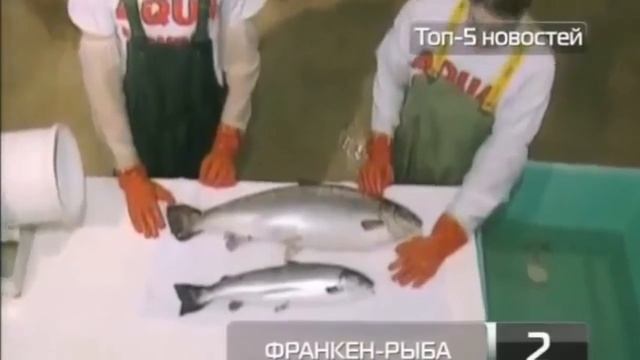 Новые Технологии модифицированная франкен Рыба смотреть онлайн