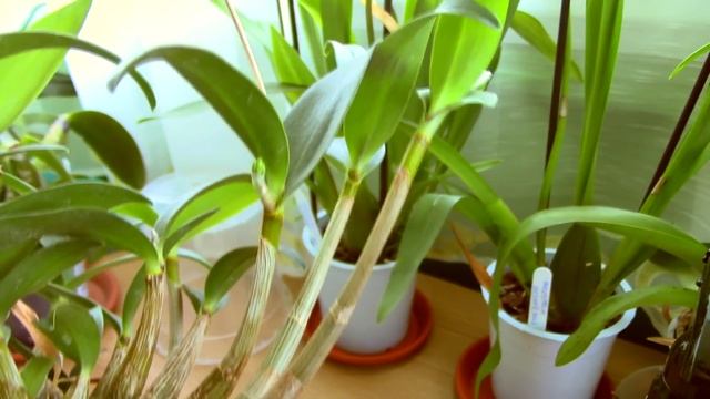 Dendrobium Kingianum Orchid update - first buds! смотреть онлайн