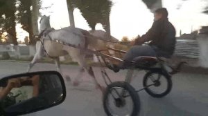 Орловский рысак "изумруд" г. Тараз